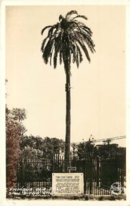 Serra Palm, 1925